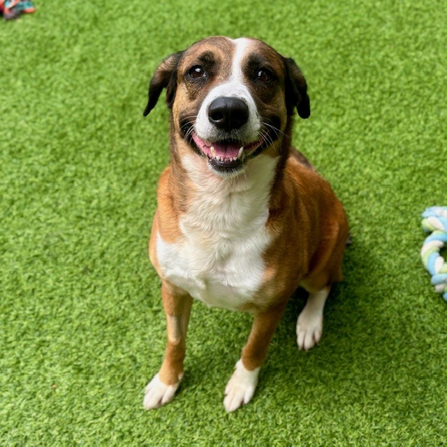 Happy, sweet shepherd mix girl