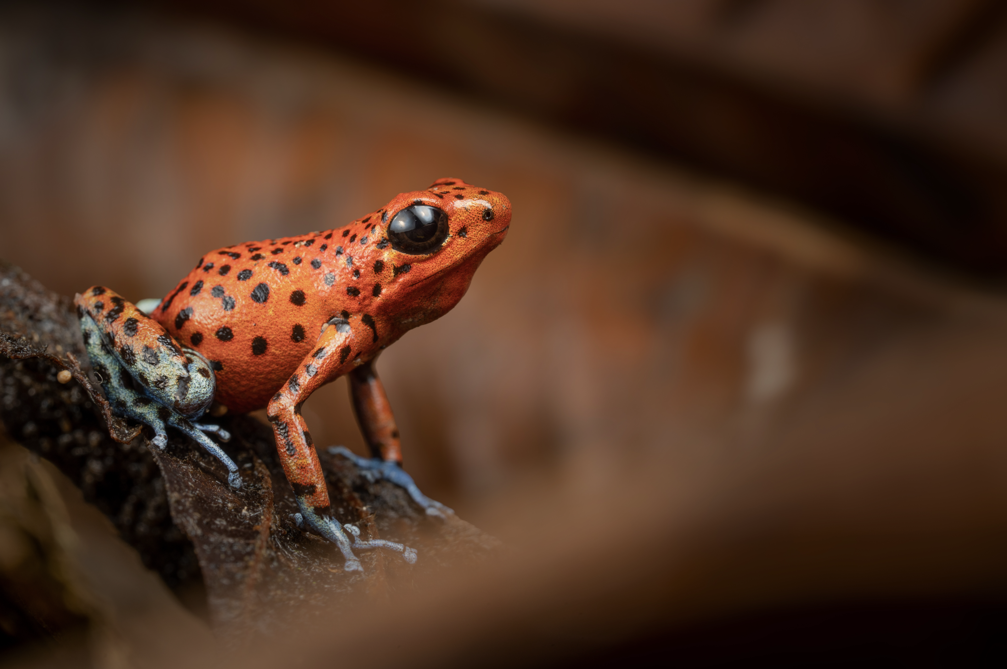 A red Oophaga pumilio with black spots and blue legs on a dark branch