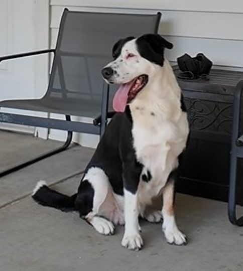 Panda, an adoptable Siberian Husky mix