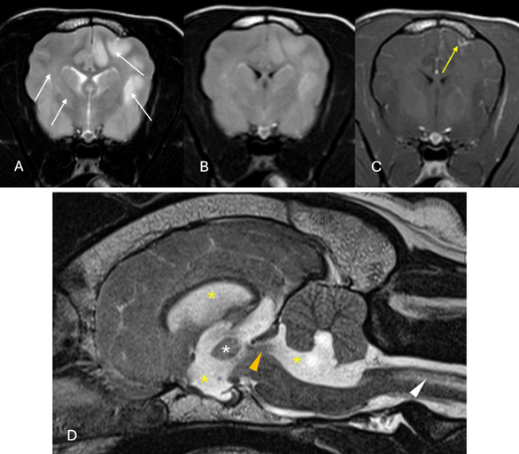 Critical Risks of CSF Collection in Dogs: Insights from 11 Major ...