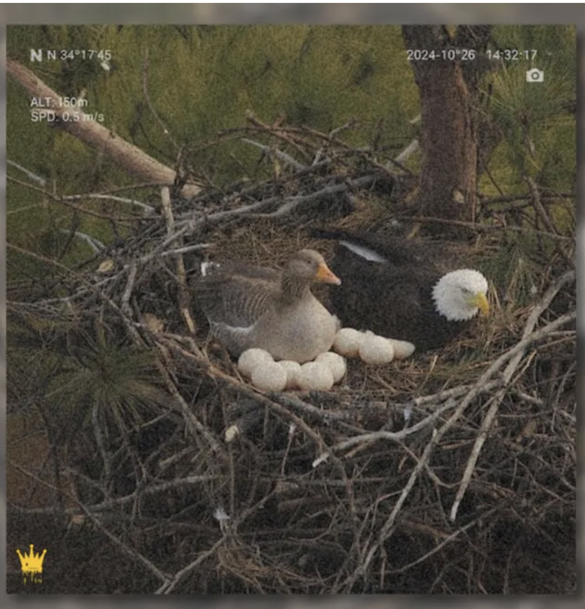 A bald eagle and a goose appearing to share the same nest while protecting their eggs together, a peaceful pairing that was digitally fabricated