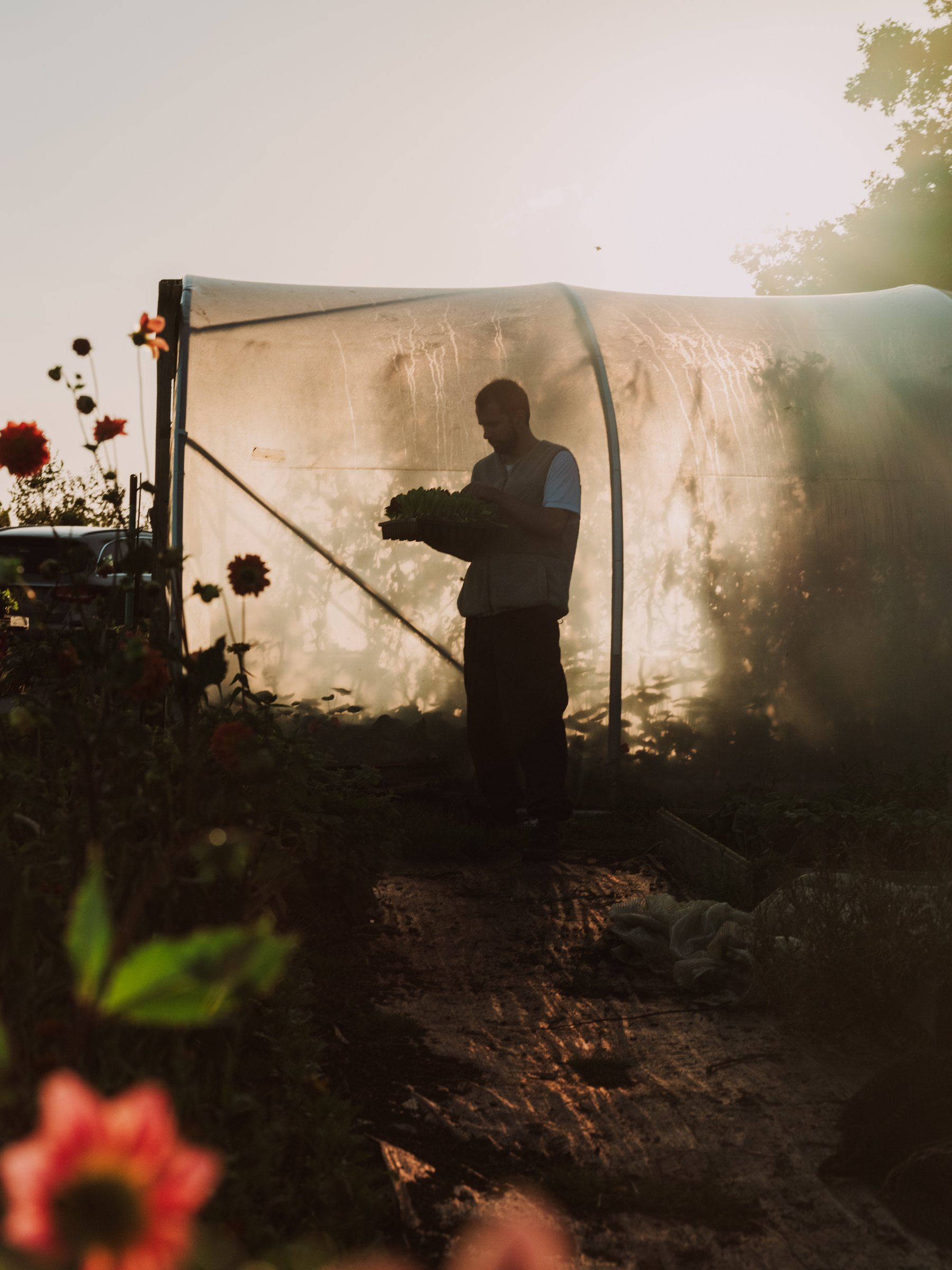 Chef working among the garden plants at Osip