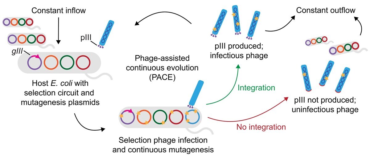 Gene Editing Advancement: 200x Improvement in DNA Insertion!