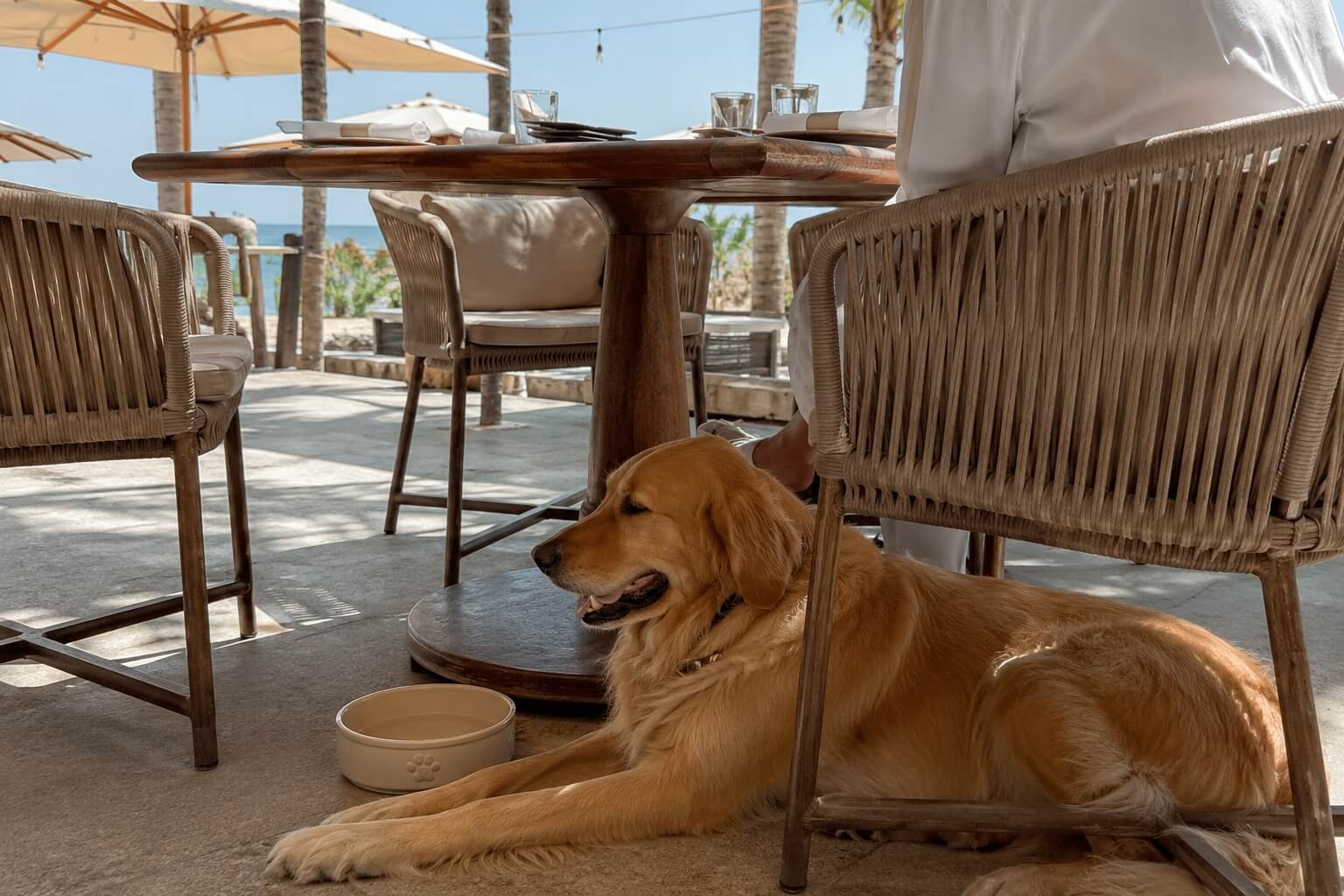 A relaxed golden retriever resting in the shade at a dog-friendly seaside café