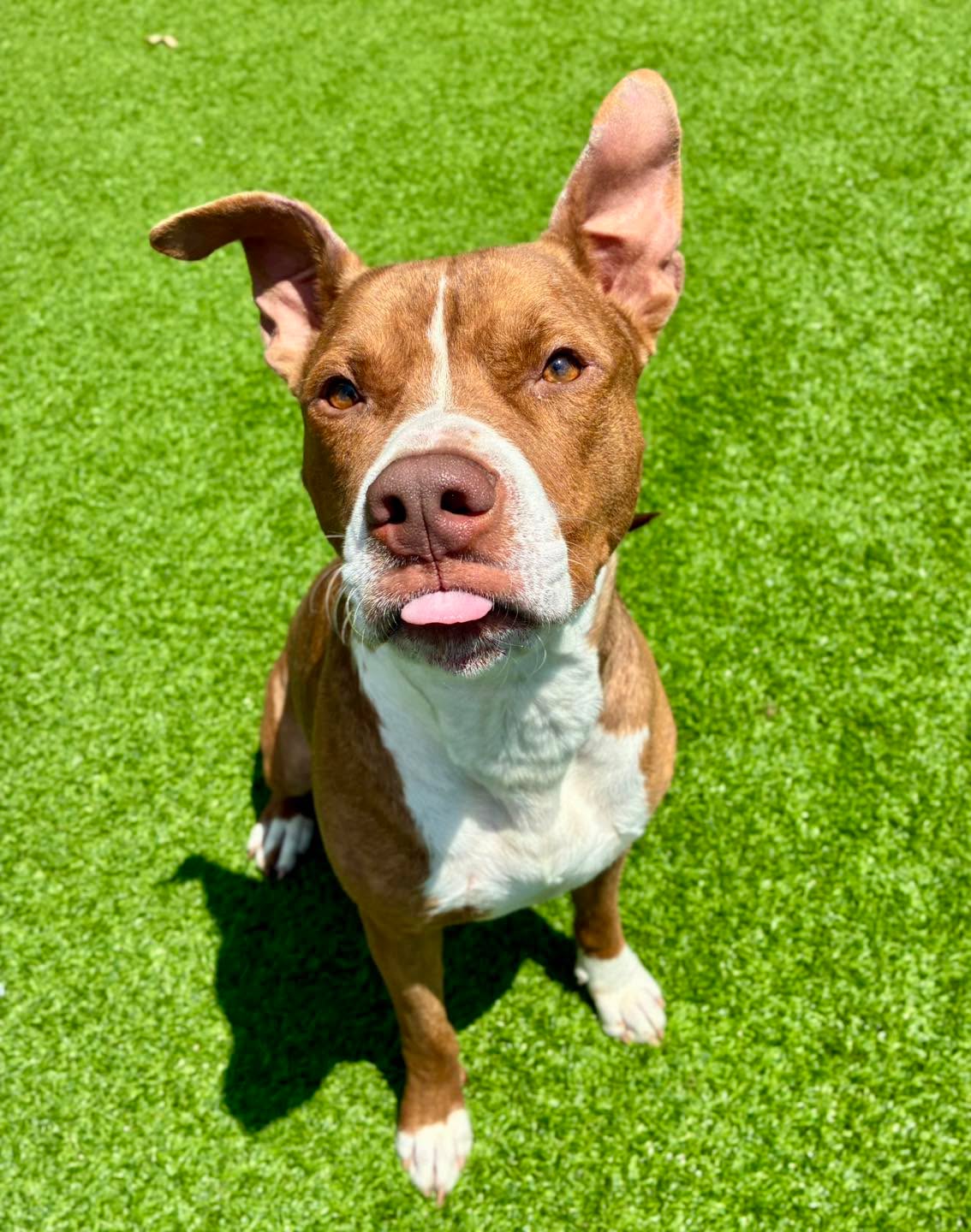 Titan, Adoptable Pet of the Week