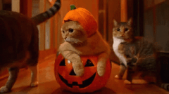 A cat celebrating Halloween