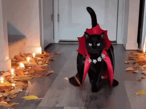 A black cat in a red vampire cape