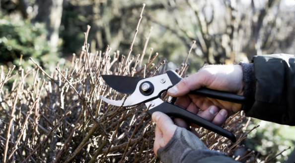 Hands pruning a dormant shrub with hand pruners