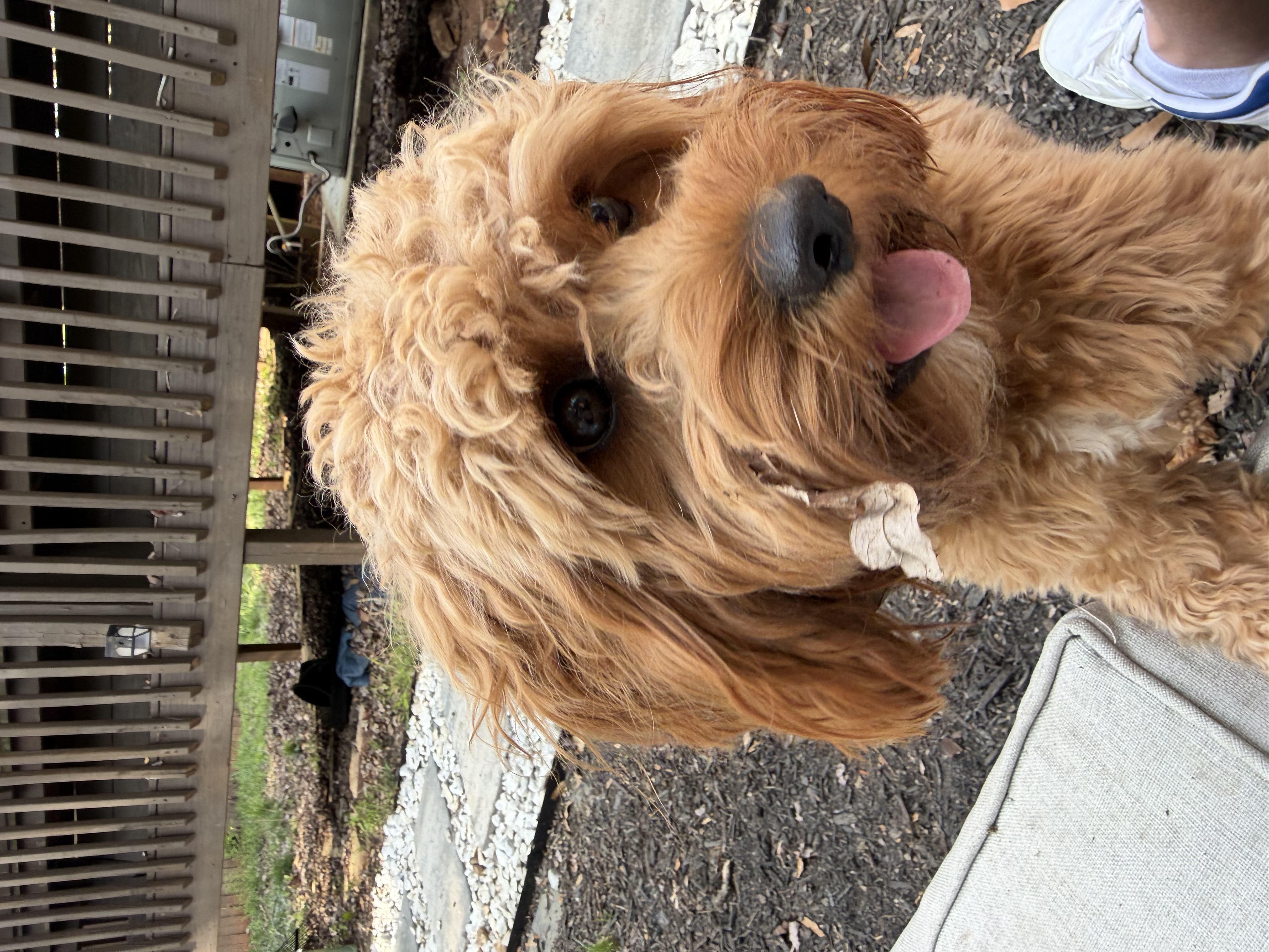 Charlie — The Beltline Brief