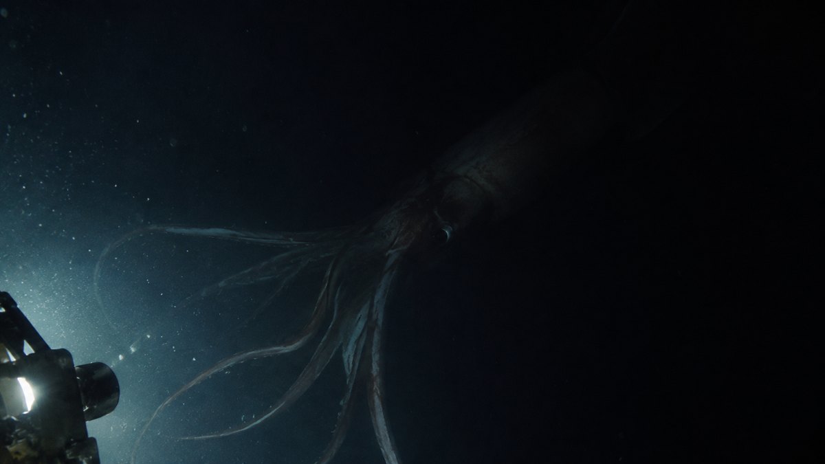 A bigfin squid glowing in the deep ocean with its arms at right angles
