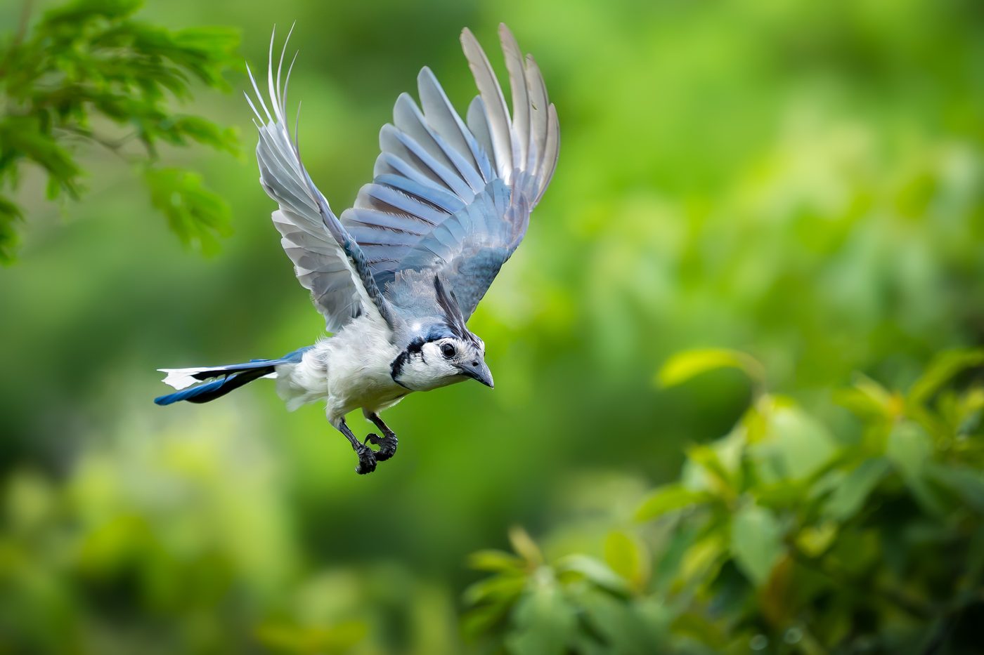 White-throated Magpie-Jay taking off, wings raised and curled crest feathers visible