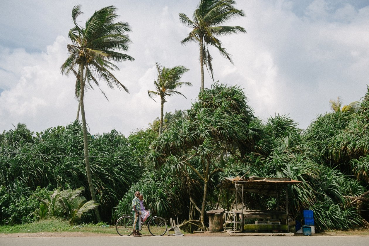 Palms and tropical greenery surrounding The Kip
