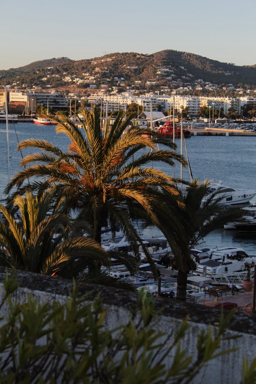 View of Ibiza’s marina and hills beyond palm trees