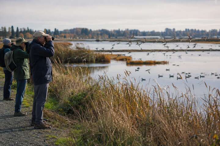 Birdwatchers observing migrating shorebirds at Reifel Sanctuary on Westham Island, Delta BC