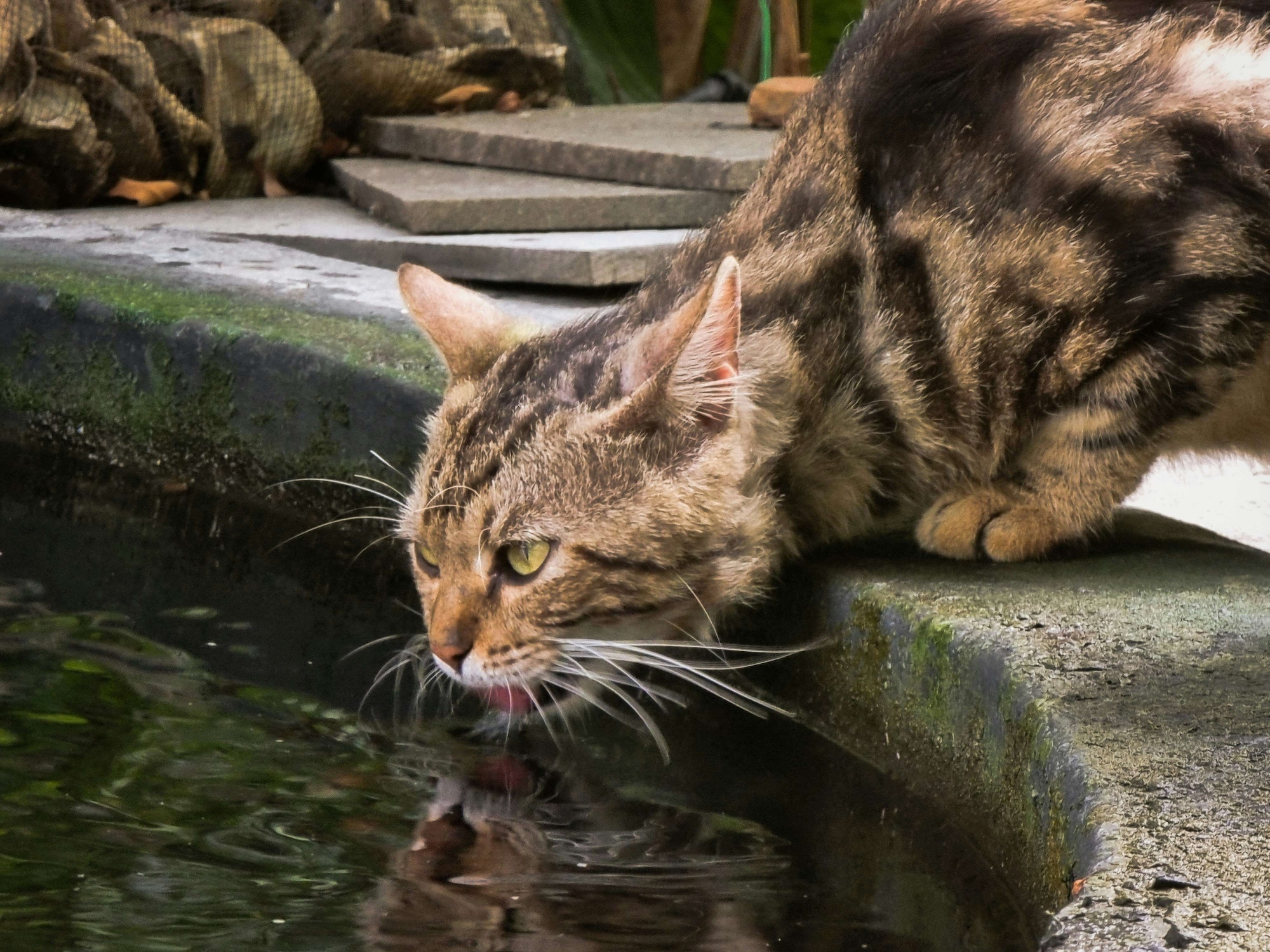 Cat drinking water from a faucet