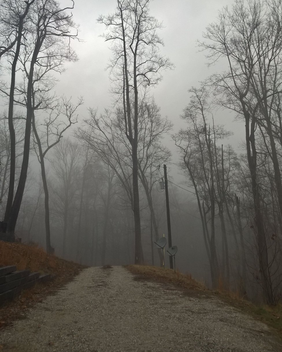 Bare trees and a gravel road disappearing into thick fog