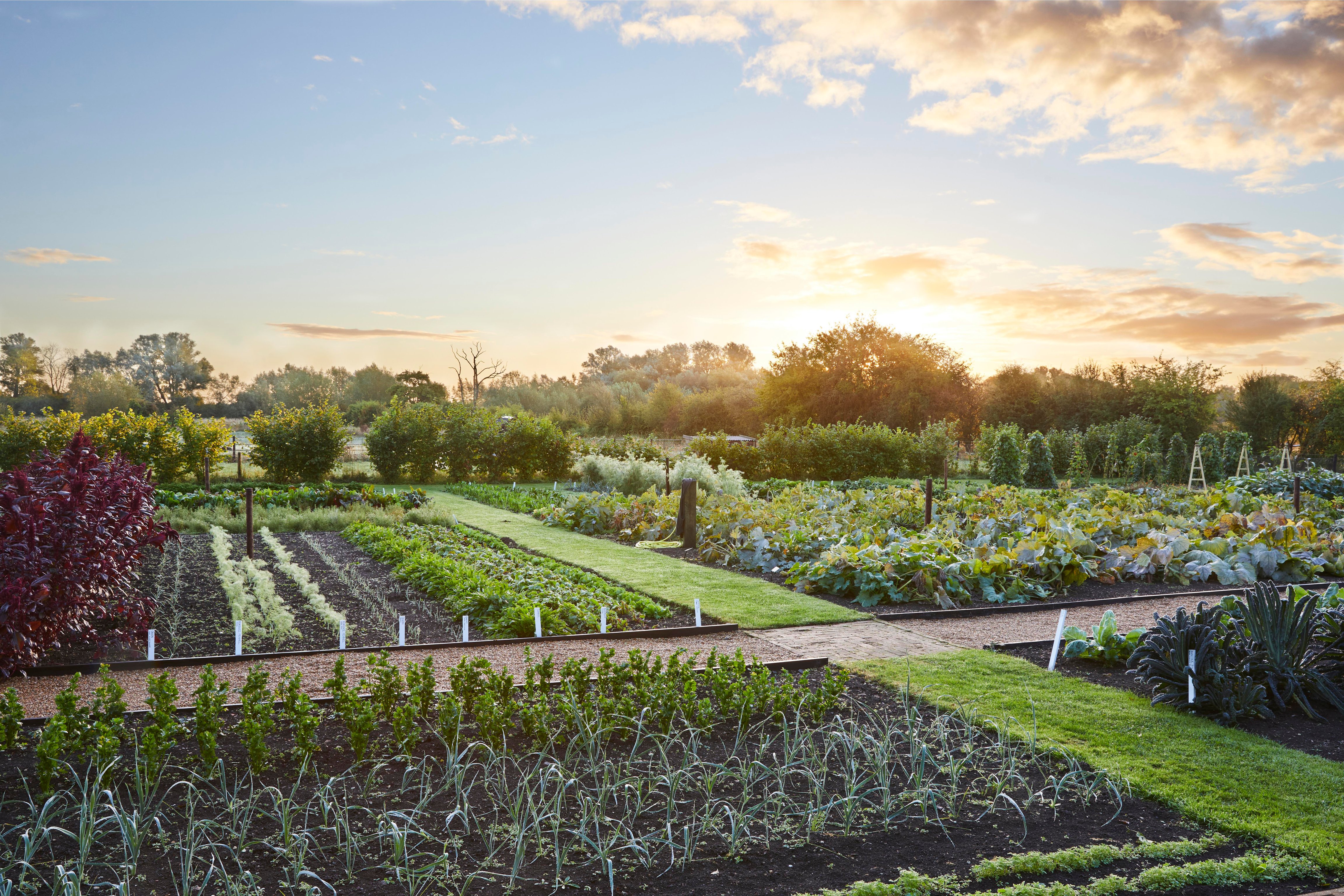 Kitchen garden beds at Thyme in evening light