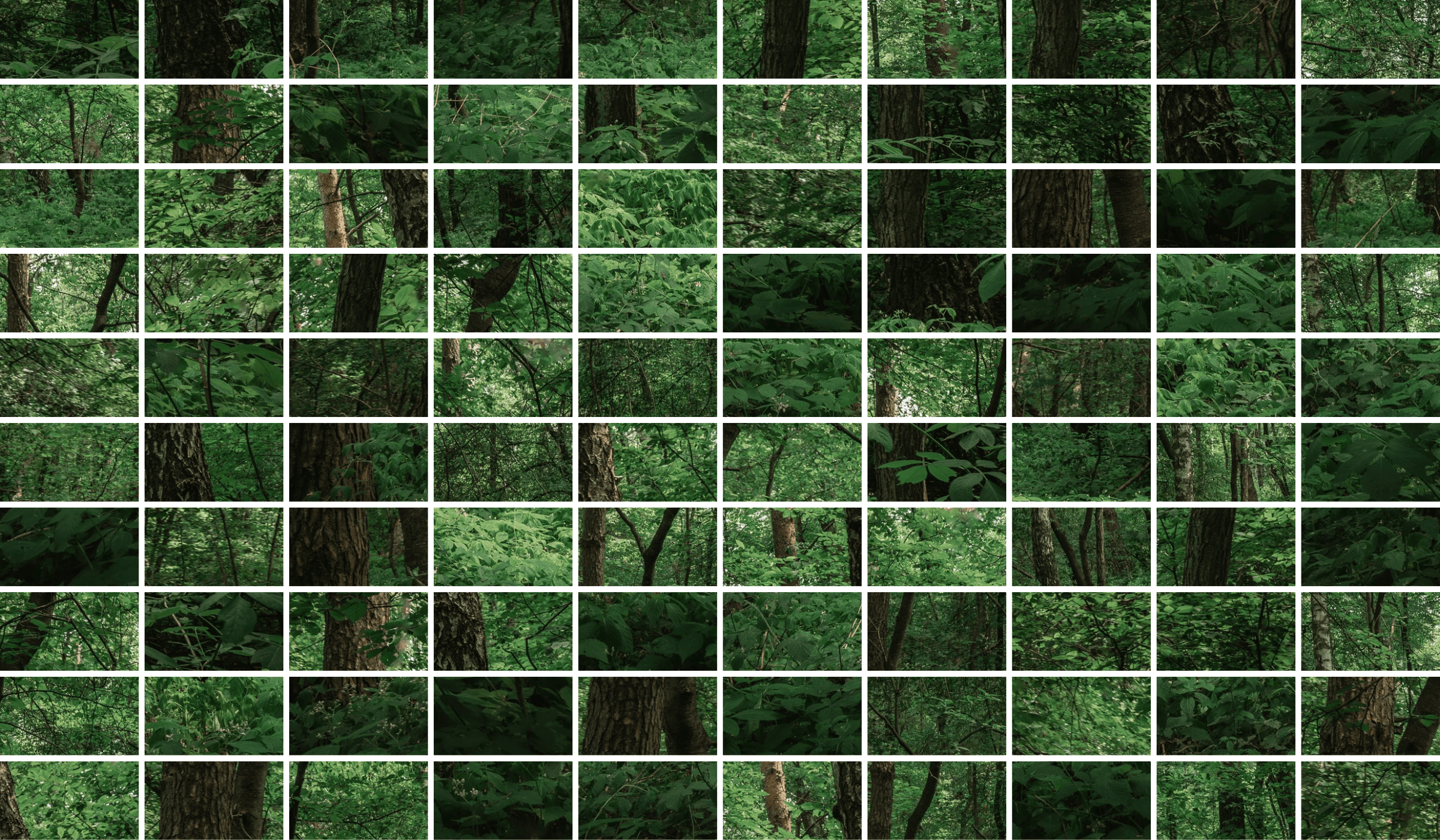 Where the Forest Went