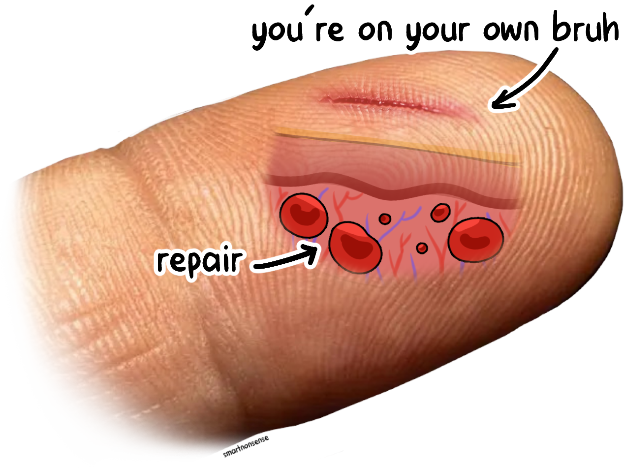 Why do paper cuts hurt so much 