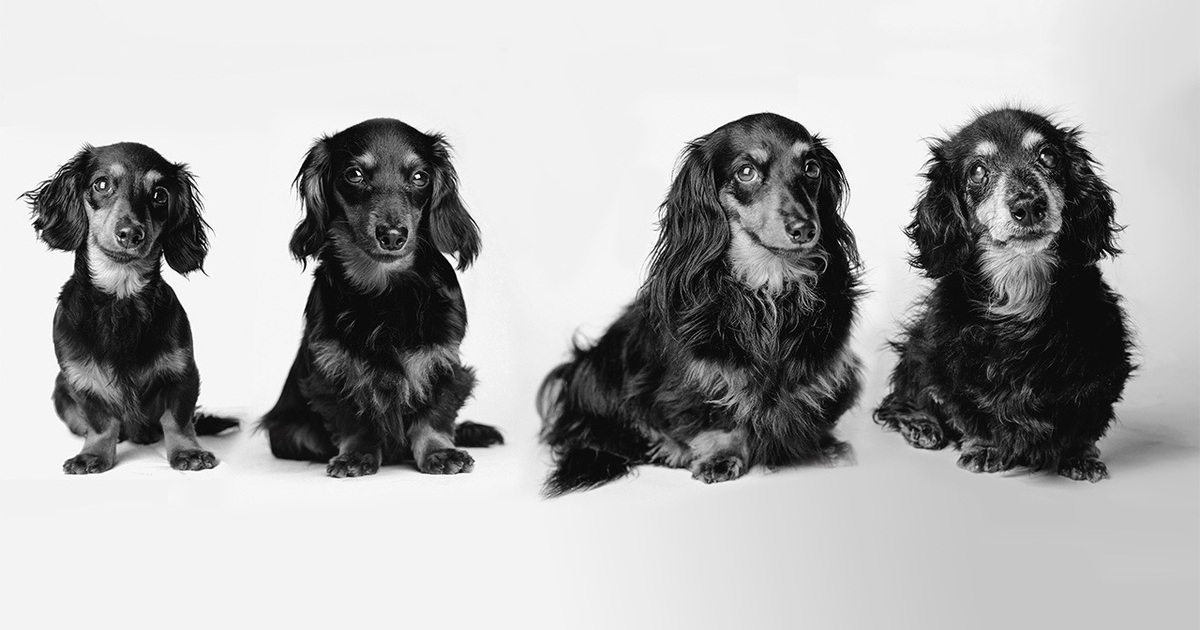 Essential Nutrients for Your Dog's Daily Diet