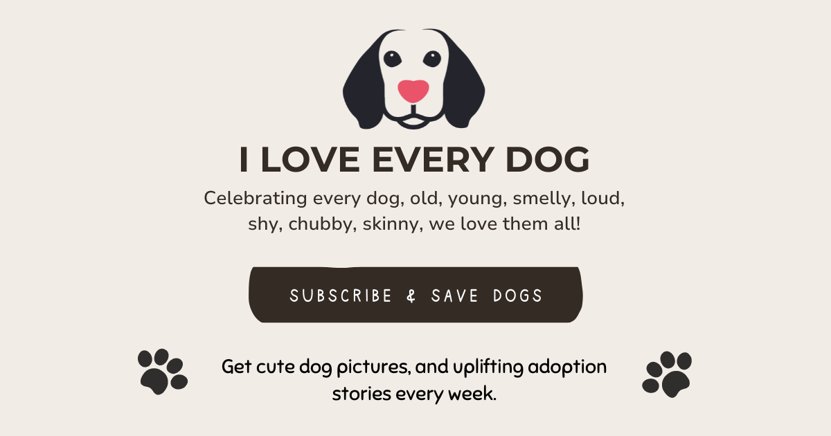 ?? ??? Our dog of the day is loving autumn! ?? ???