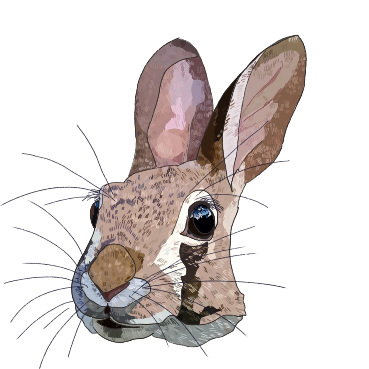 Rabbit